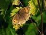 meadow brown