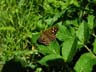 speckled wood