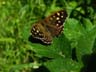 speckled wood