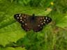 speckled wood