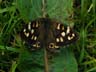 speckled wood