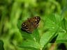 speckled wood