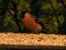 bullfinch