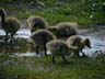 canada geese young