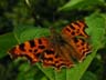 comma butterfly