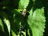 common hawker