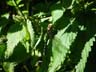 common hawker