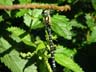 common hawker