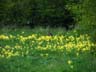 rabbit in a field of cowslips