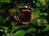 red admiral