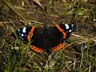 red admiral