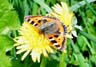 small tortoiseshell